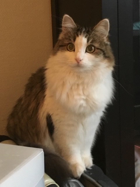 sibirisk katt Titan