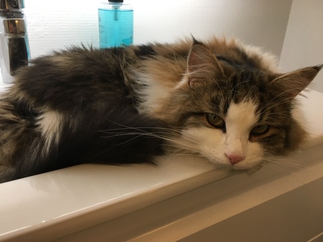 sibirisk katt Titan