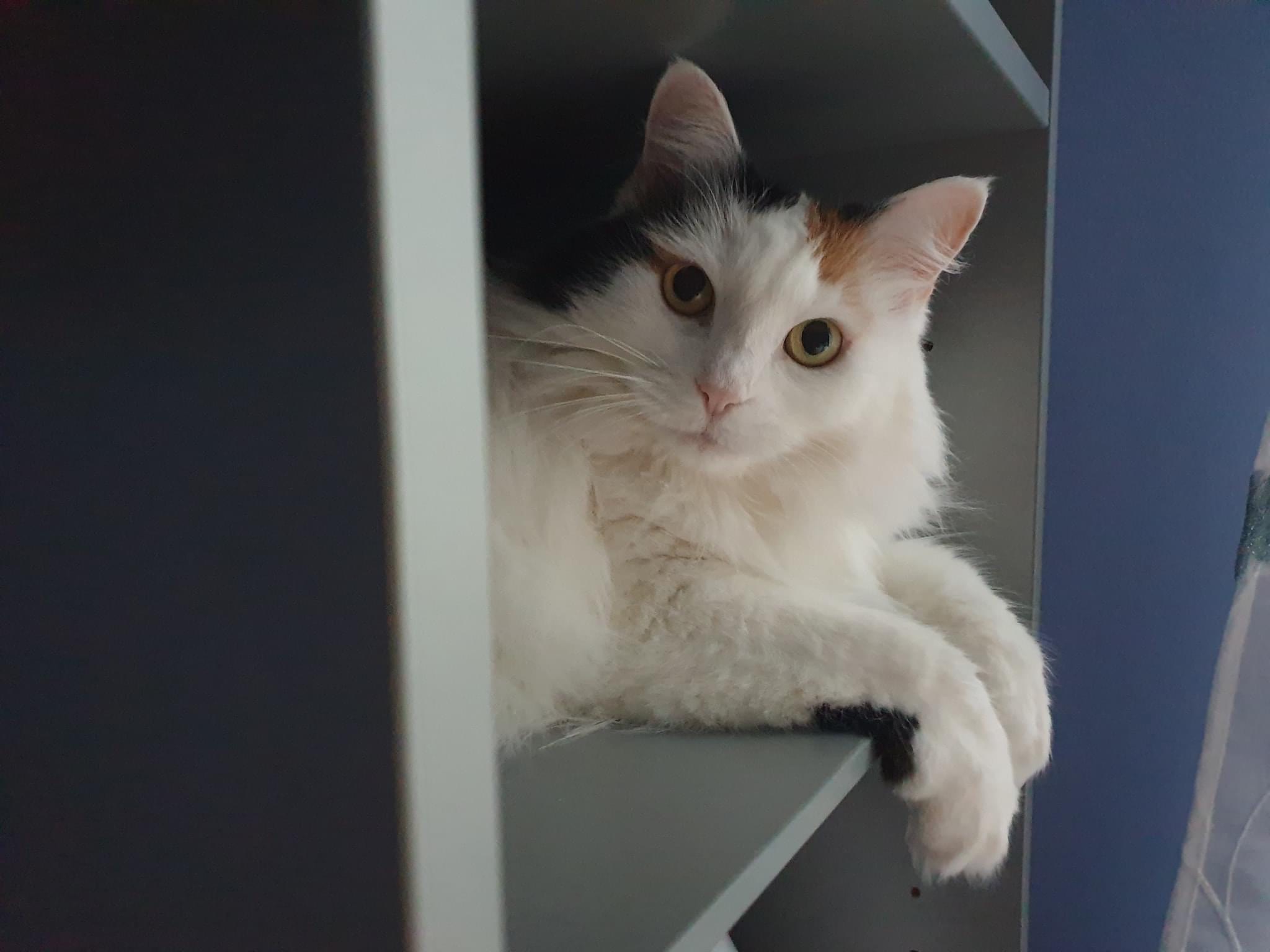 sibirisk katt Iras