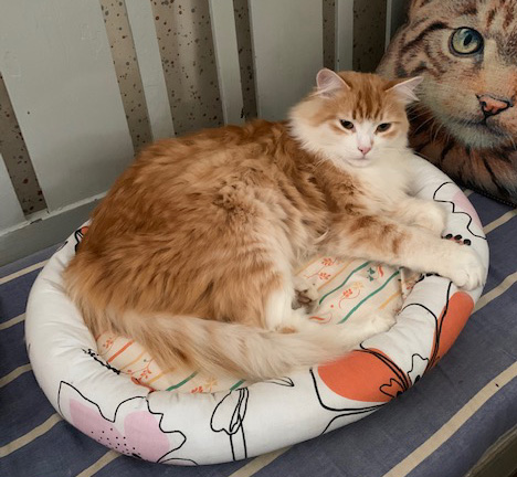Sibirisk katt Ivan