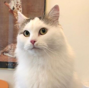 sibirisk katt Castor