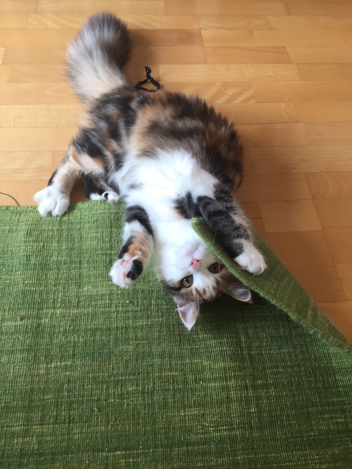 sibiririsk katt Katja