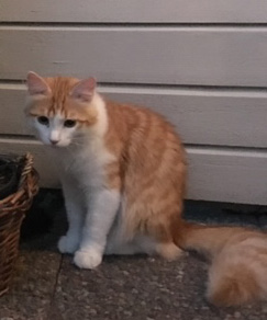 sibirisk katt Triton
