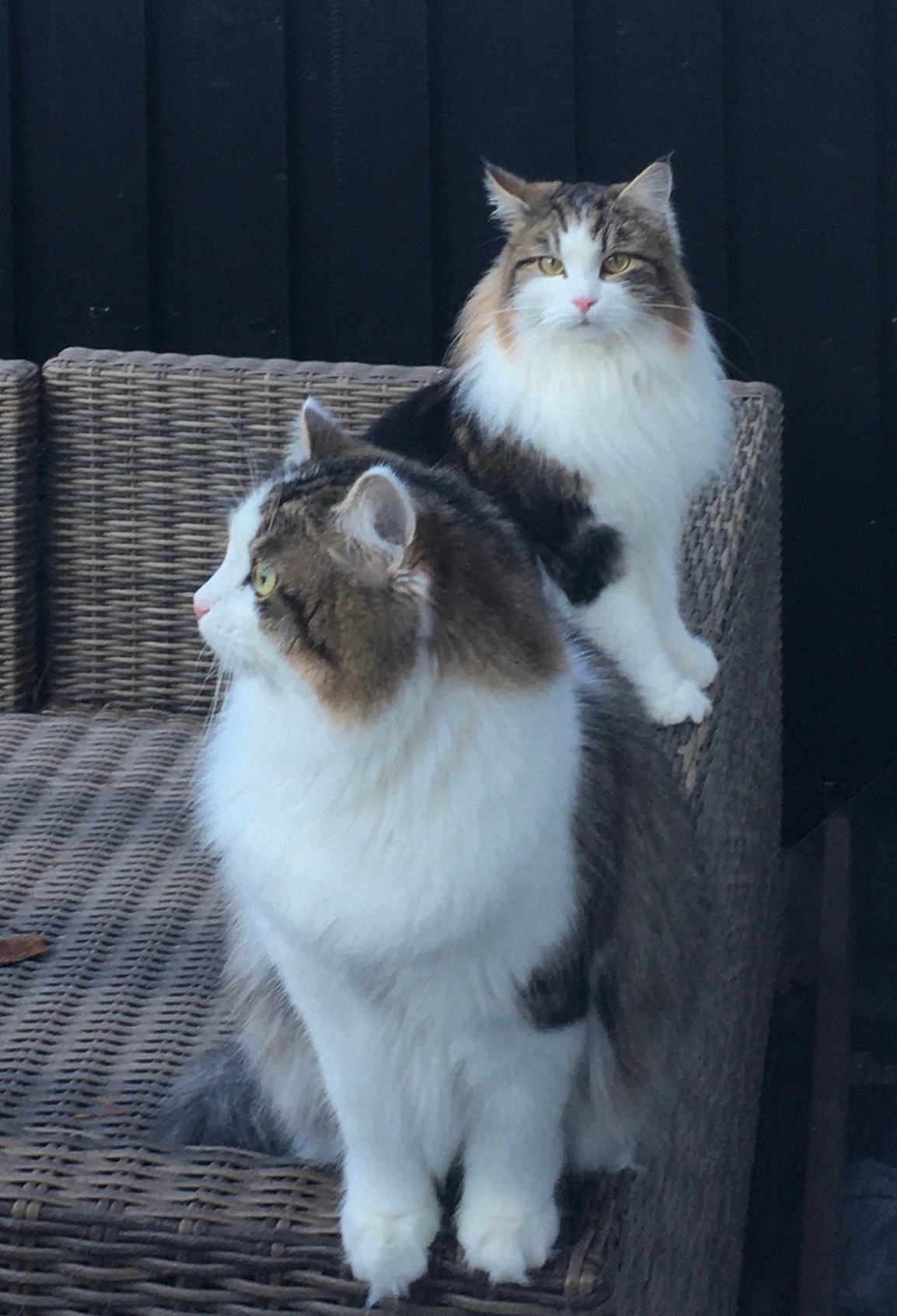sibirisk katt Titan o Titania