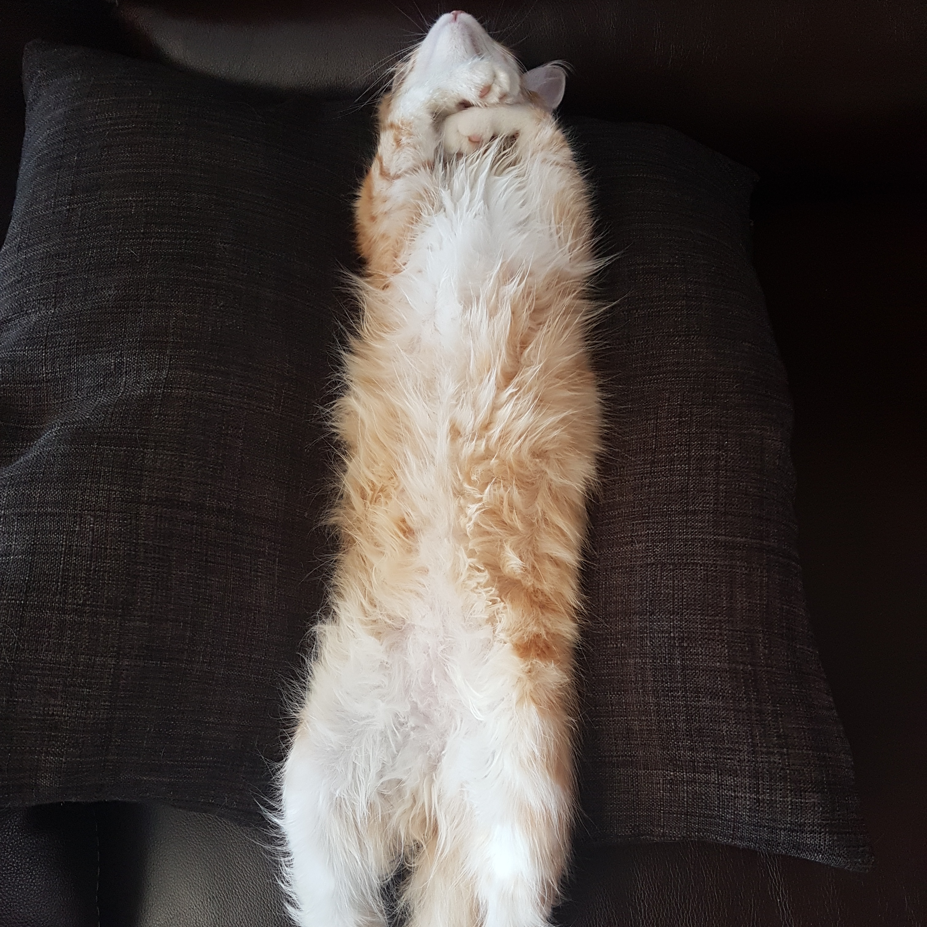 Sibirisk kattunge Neptune