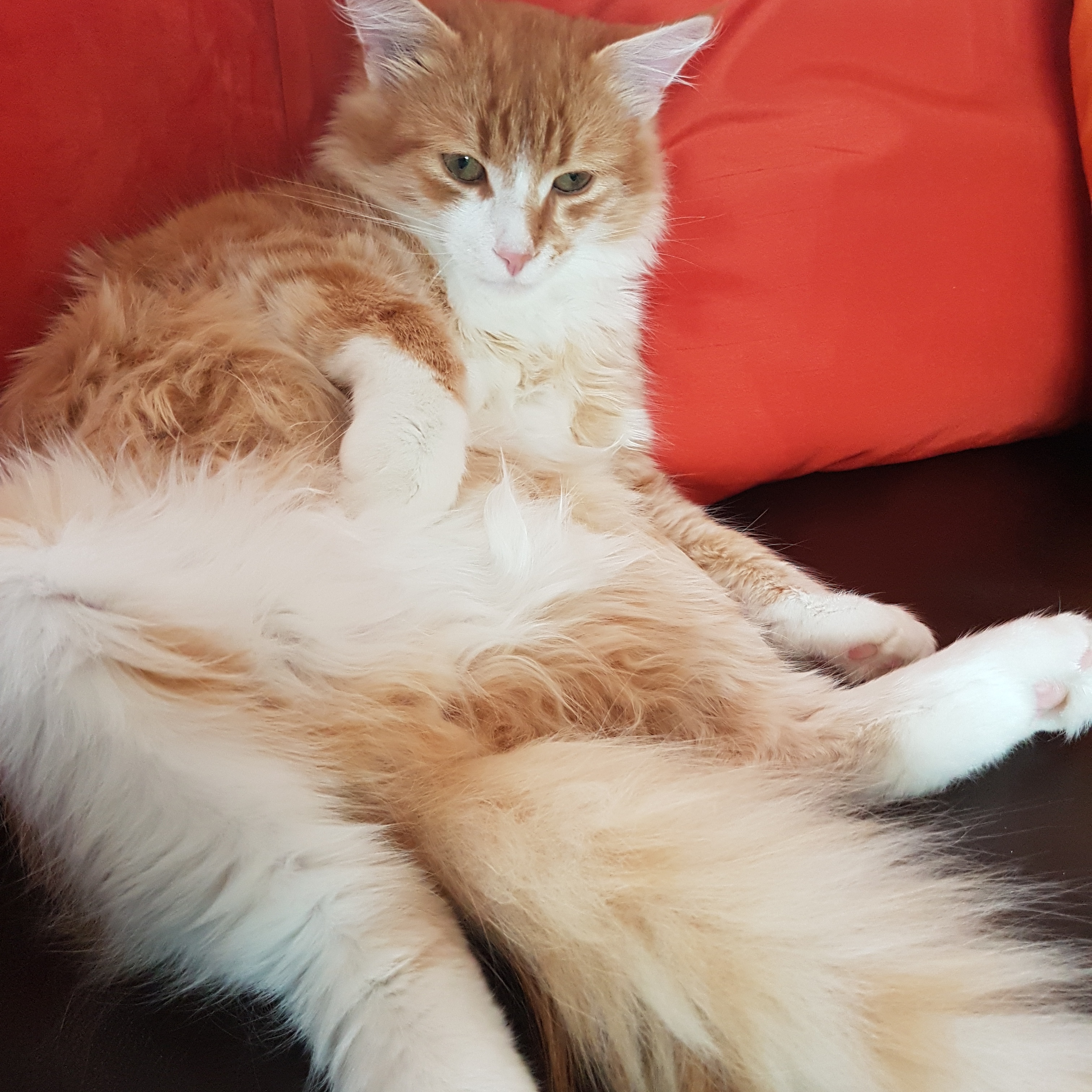 sibirisk katt Neptune