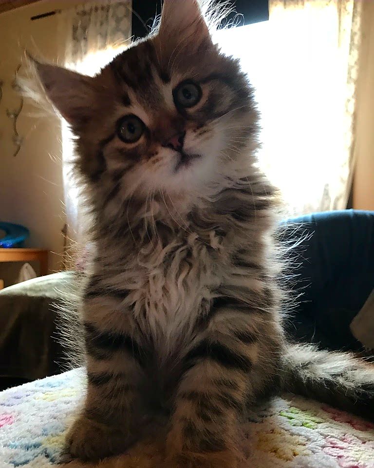 sibirisk katt Odin