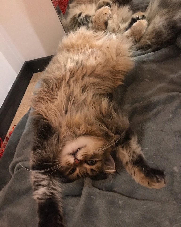 sibirisk katt Odin