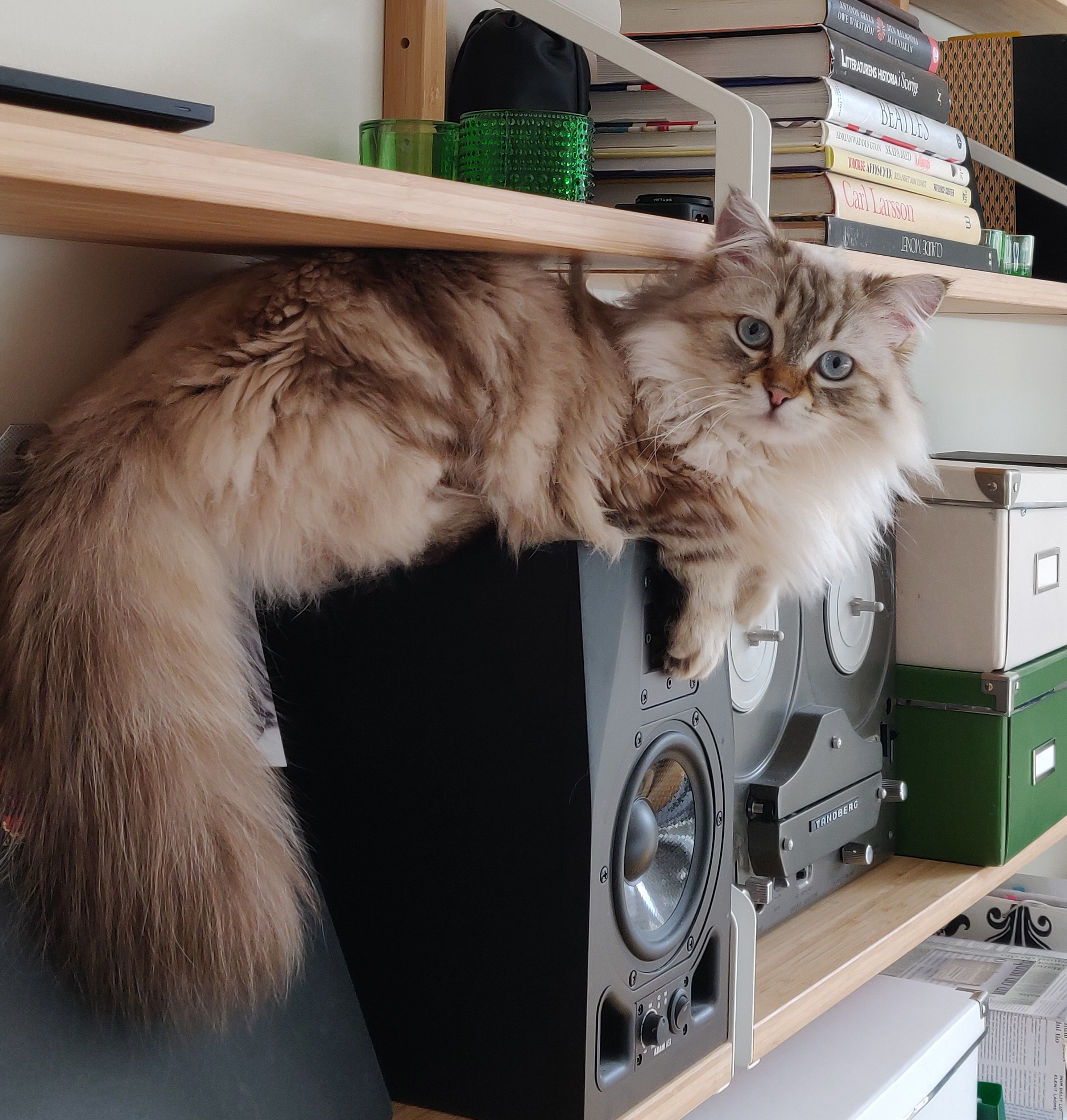 sibirisk katt Orion