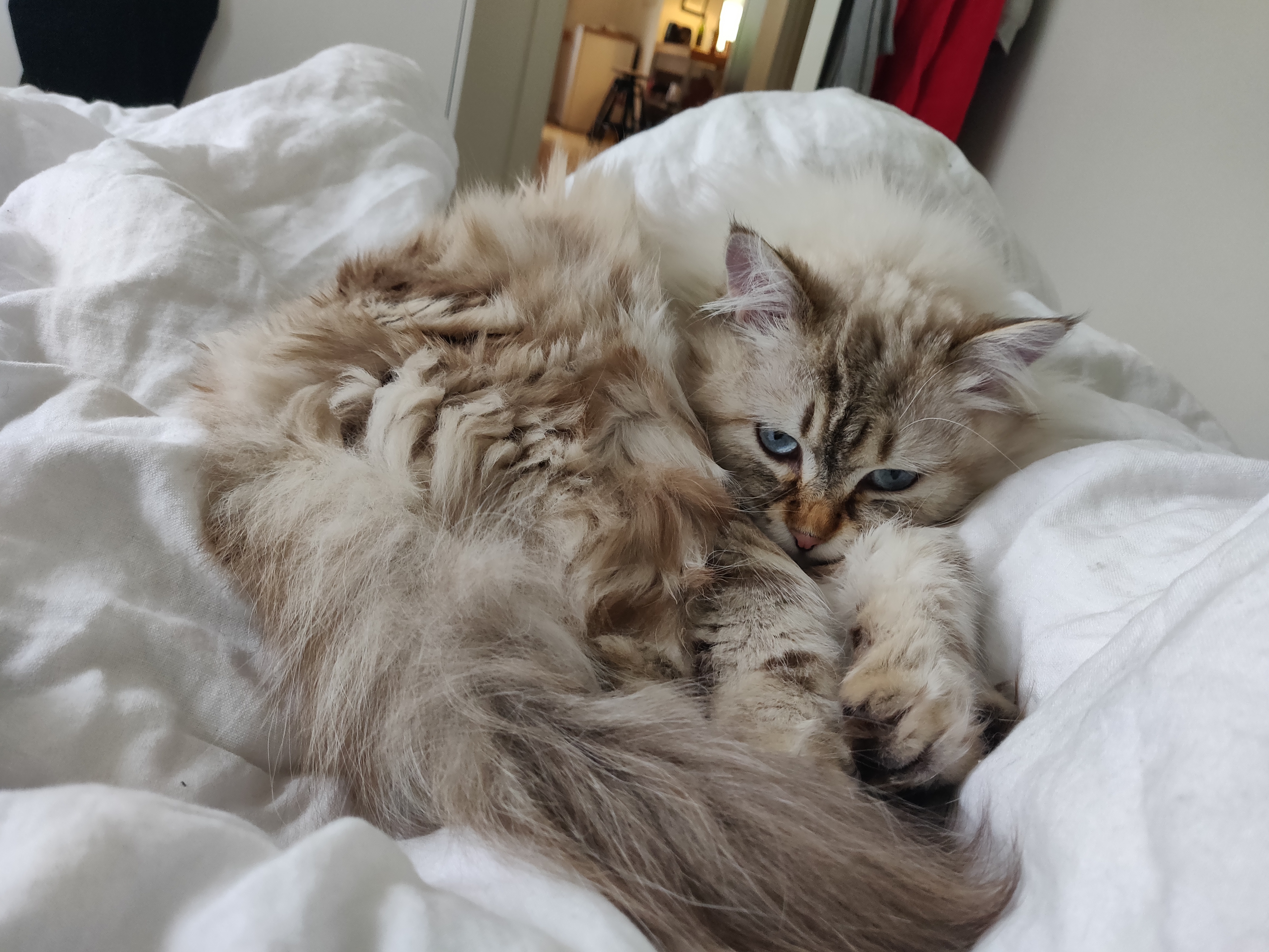 sibirisk katt Orion