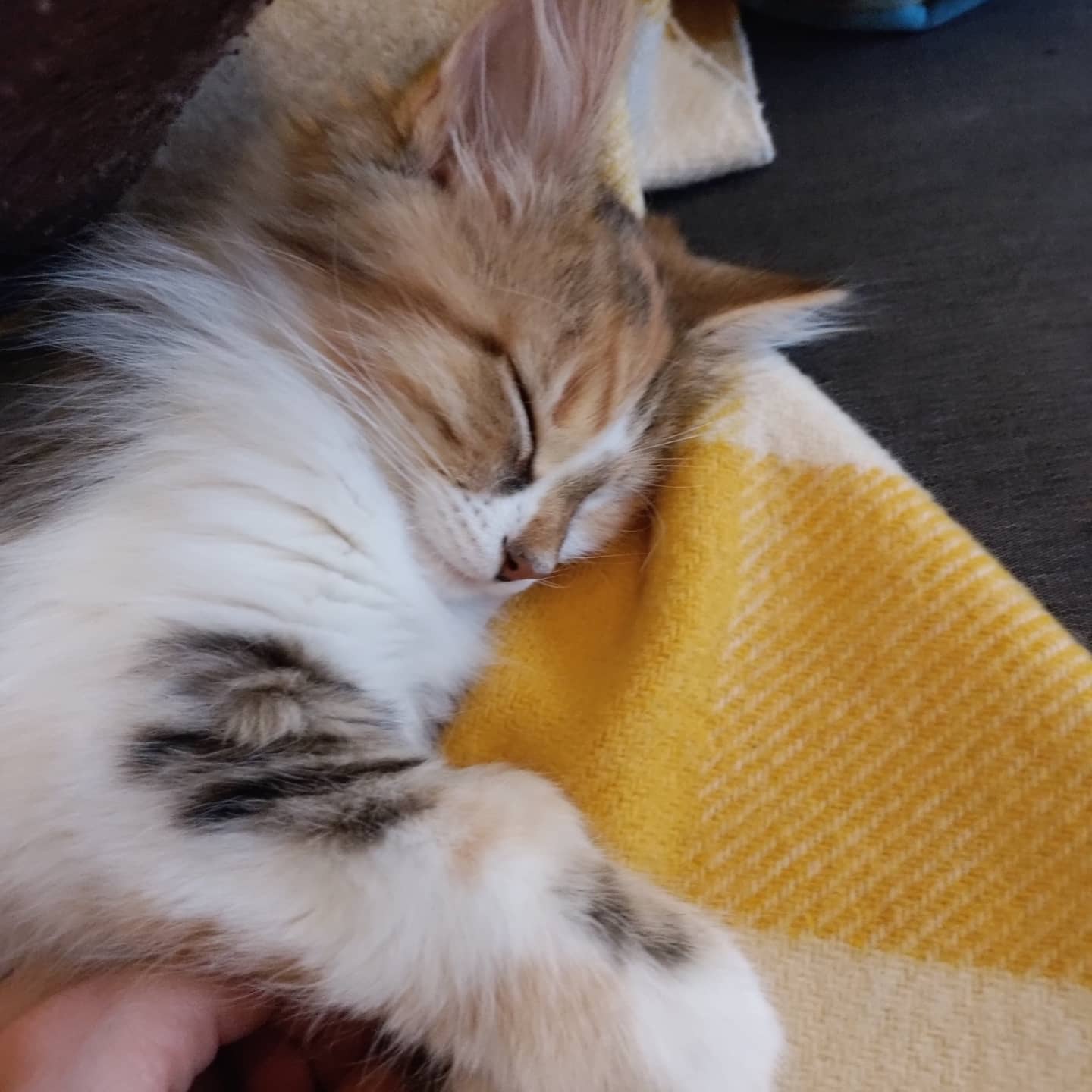 Sibirisk katt Ebella