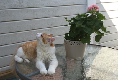 sibirisk katt Triton