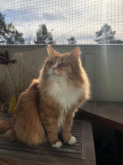 sibirisk katt Kepheus