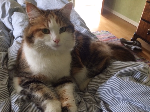 sibirisk katt Katja