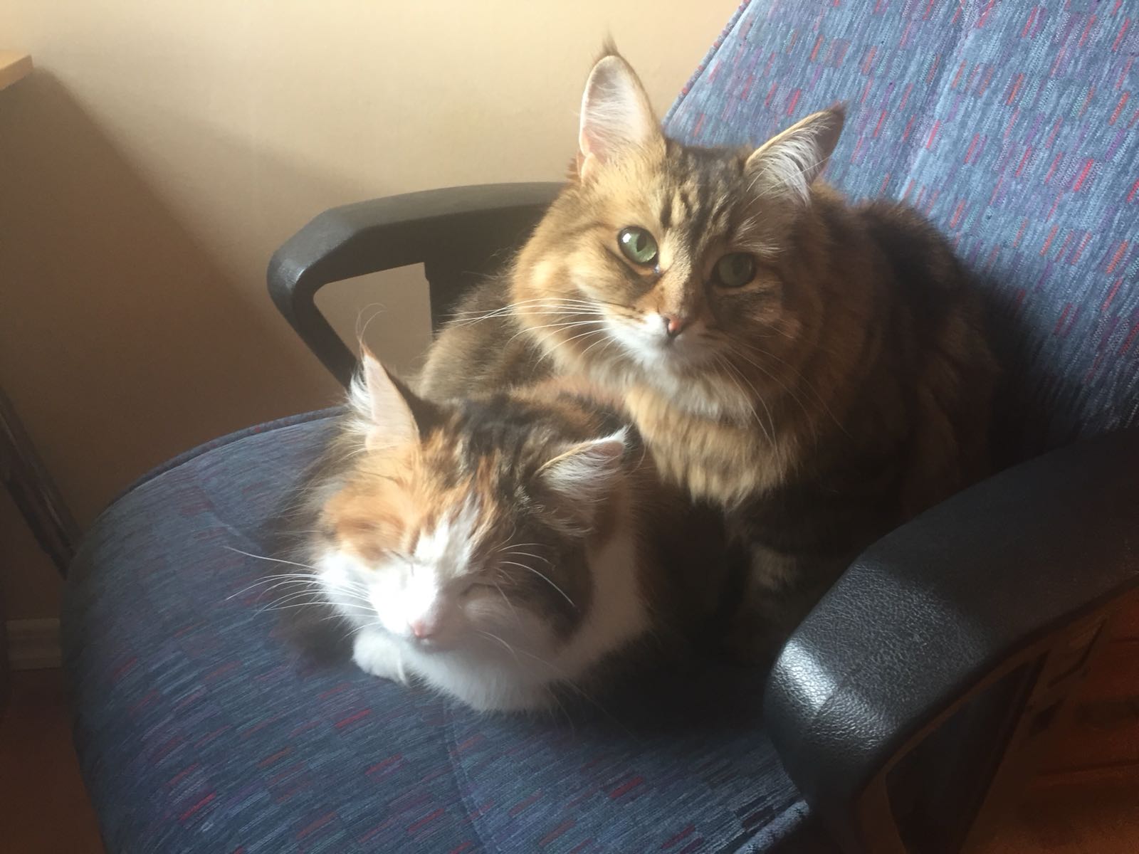 sibirisk katt Katja