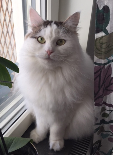 sibirisk katt Castor