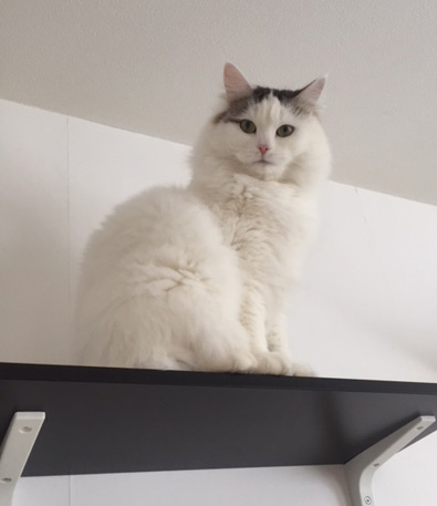 sibirisk katt Castor