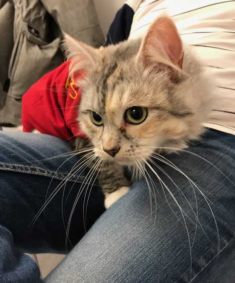 sibirisk katt Zinnie