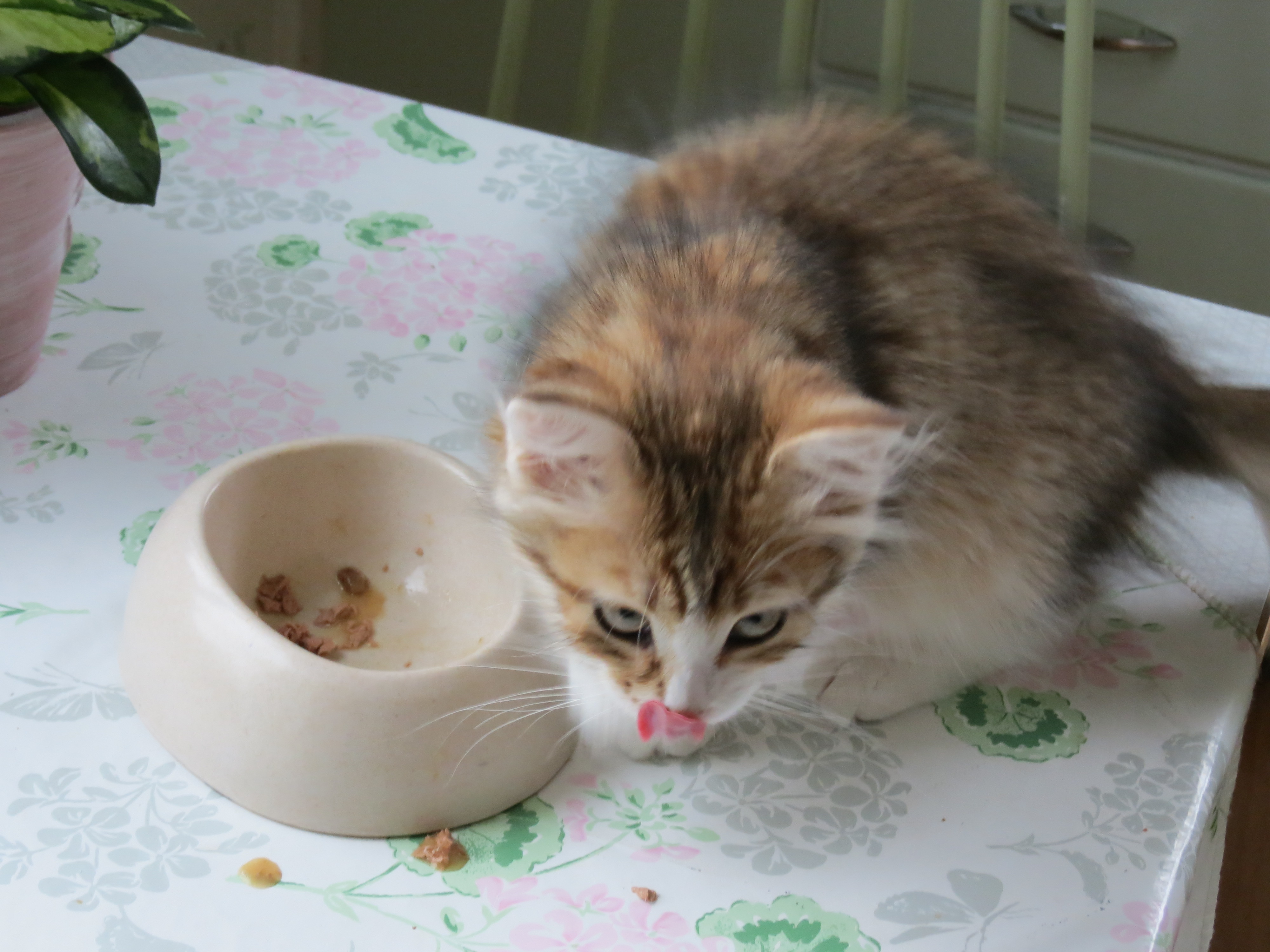 sibirisk kattunge Galileo