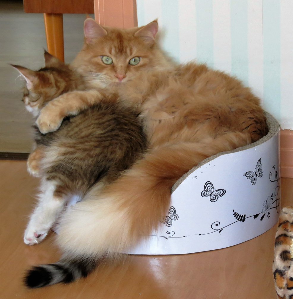 sibirisk katt Hercules Galileo
