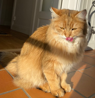 Sibirisk katt Betelgeuse