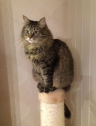 sibirisk katt Merlin