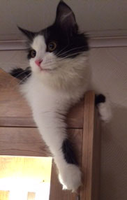 sibirisk kattunge Artemis