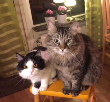 sibirisk katt Artemis Merlin