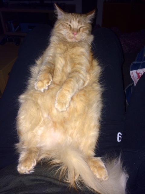 sibirisk katt Prinz