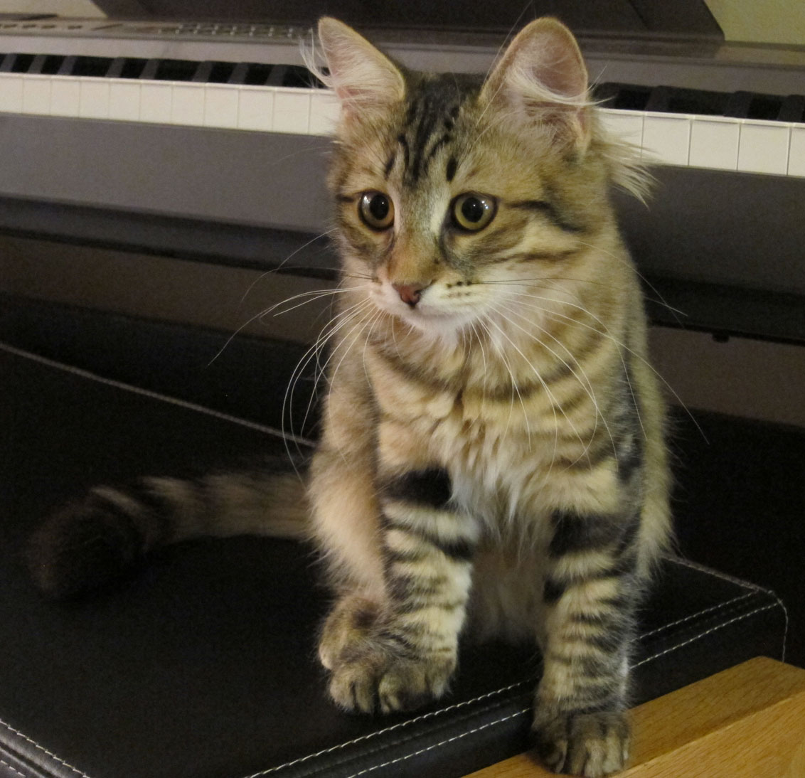 sibirisk kattunge