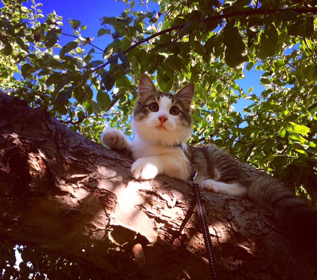 sibirisk katt Hubble