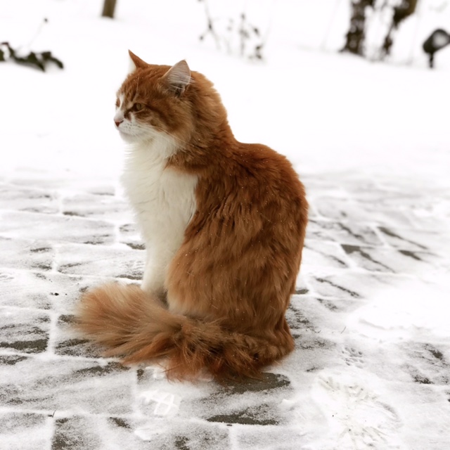 Sibirisk katt Jessie