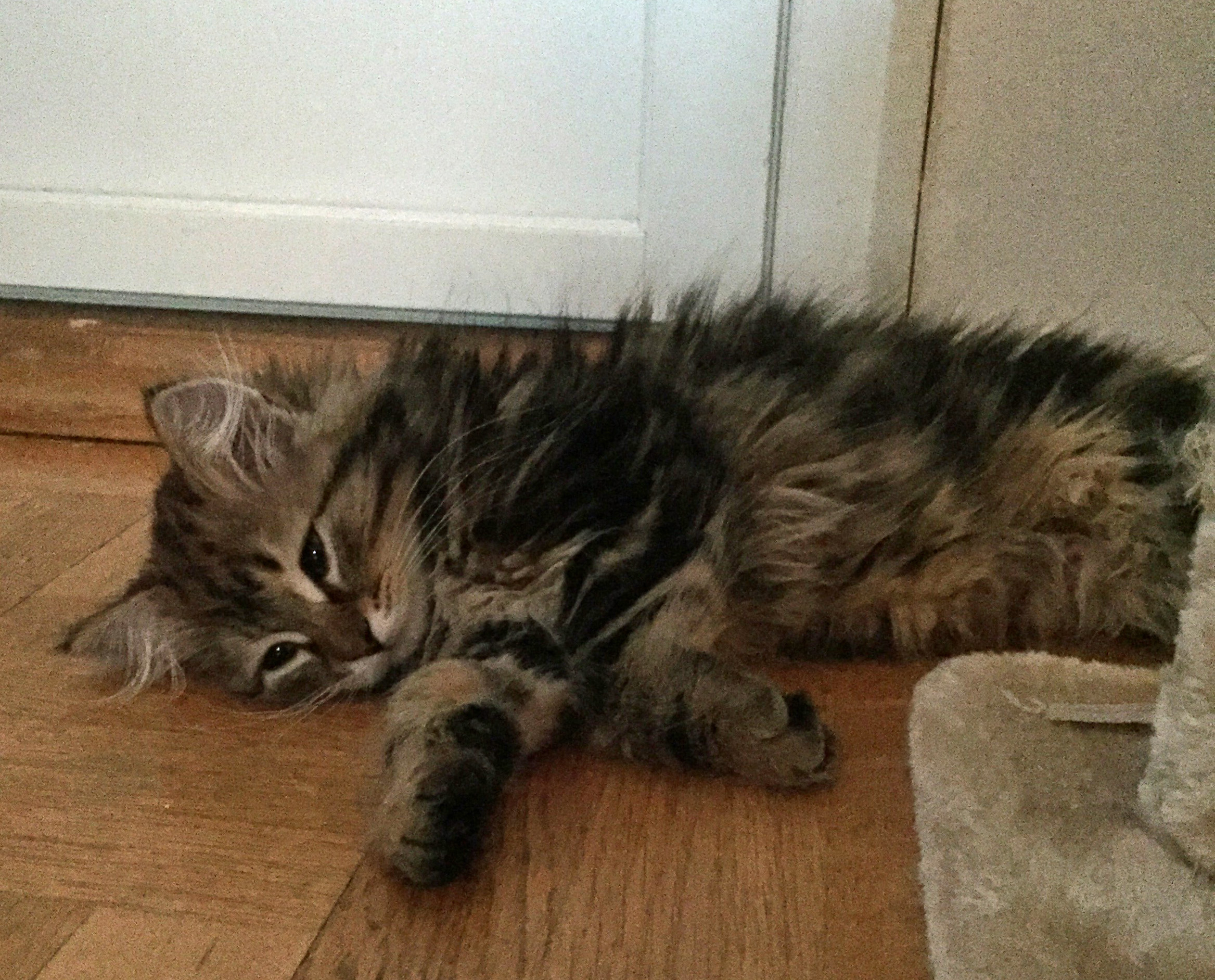 sibirisk katt Olga