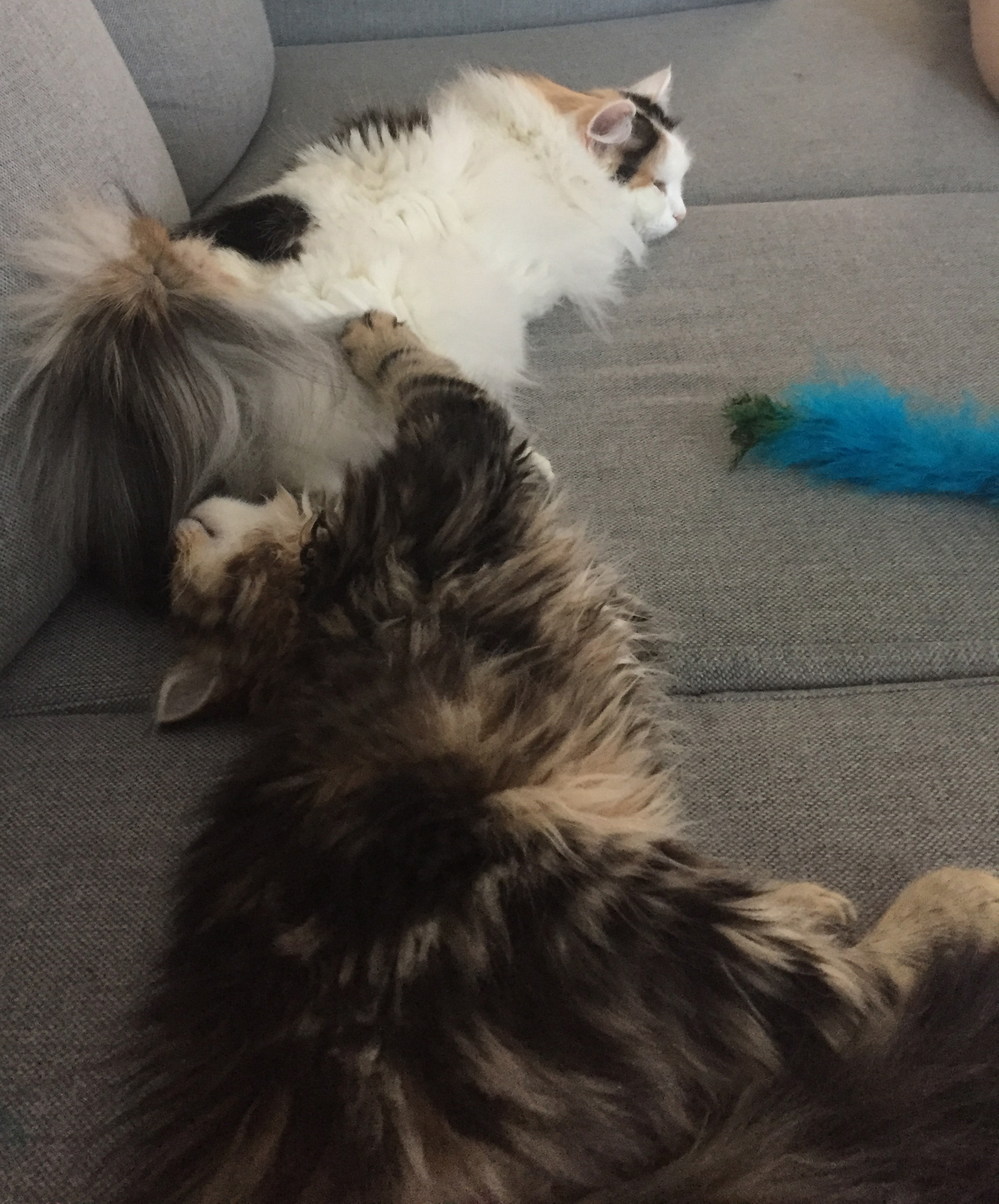 sibirisk katt Olga Nova