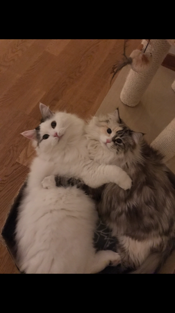 sibirisk katt Castor Frieda