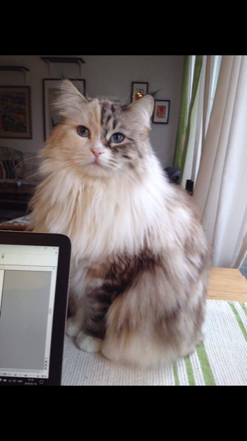 sibirisk katt Frieda