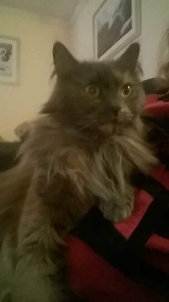 sibirisk katt Freja