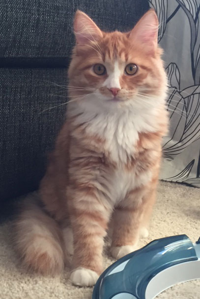 sibirisk kattunge Zeta