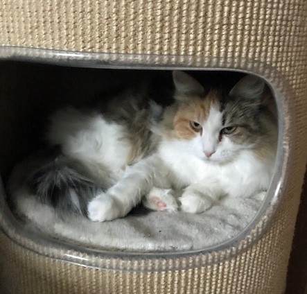sibirisk katt Colbie