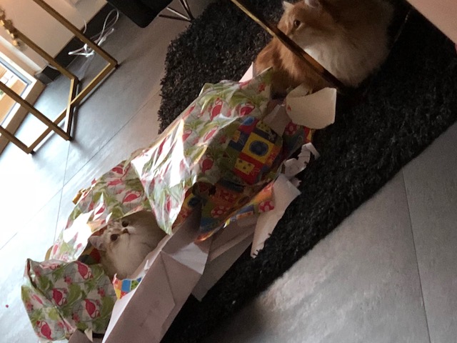 sibirisk katt Mir Olena