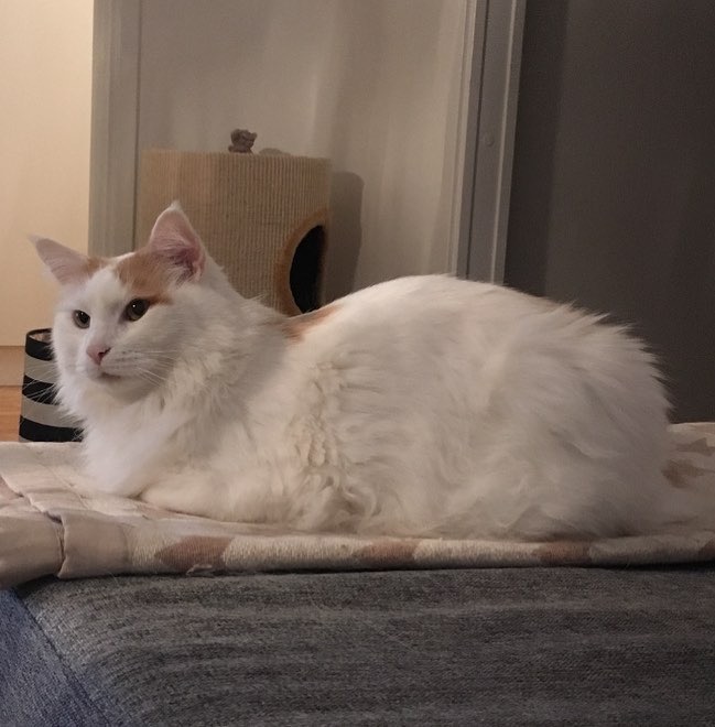 sibirisk katt Hermes
