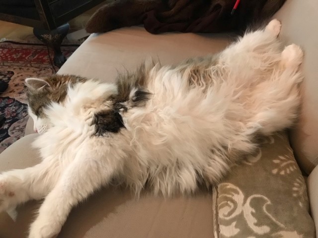 sibirisk katt Titania