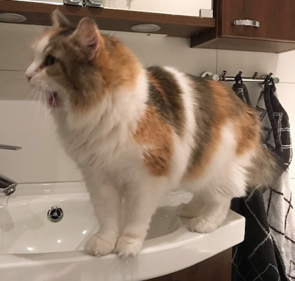 sibirisk katt Colbie