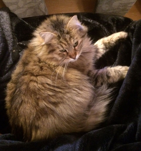 sibirisk katt Gabbie