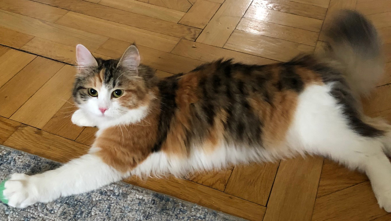 sibirisk katt Xuyi