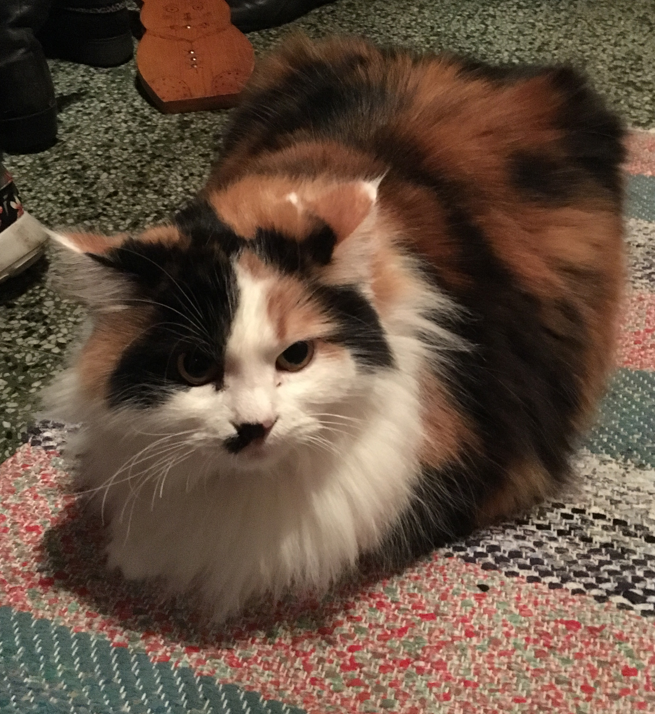 sibirisk katt Isonoe