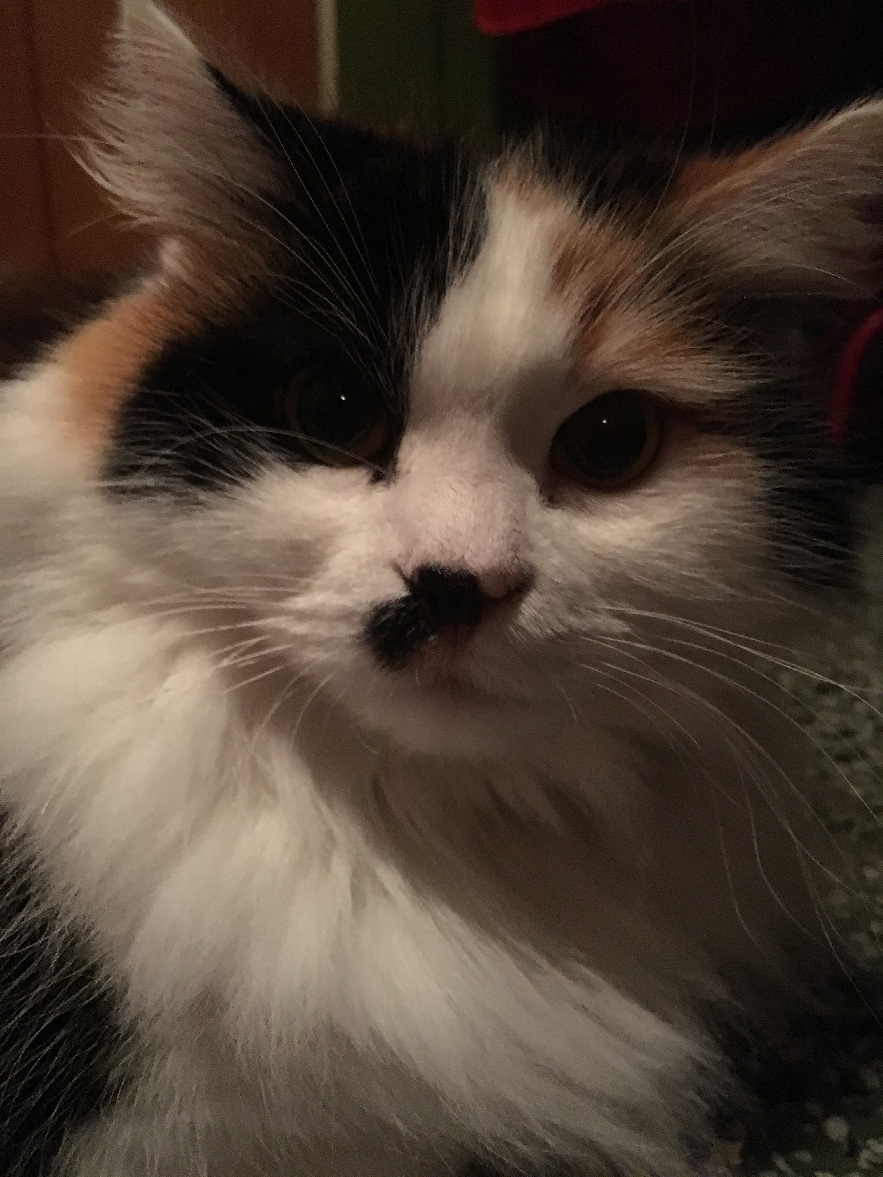 sibirisk katt Isonoe