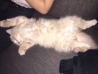 sibirisk katt Boris