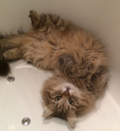 sibirisk katt Gabbie
