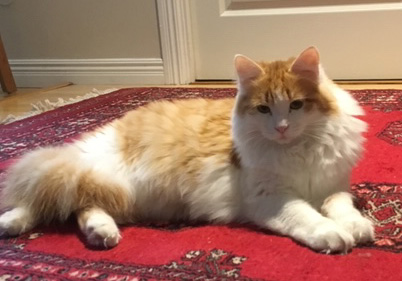 sibirisk katt Triton